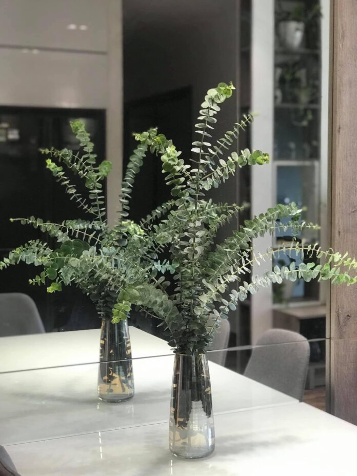 Khuynh diệp lá bạc