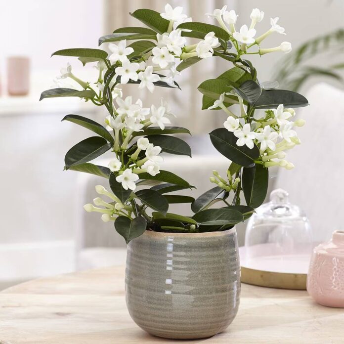 Hoa nhài Madagascar