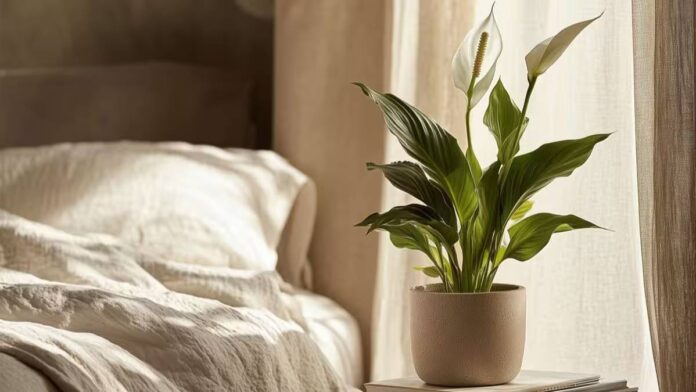 Mang thiên nhiên vào phòng ngủ