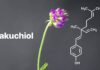 Bakuchiol là một hoạt chất chiết xuất từ hạt và lá của cây Psoralea corylifolia