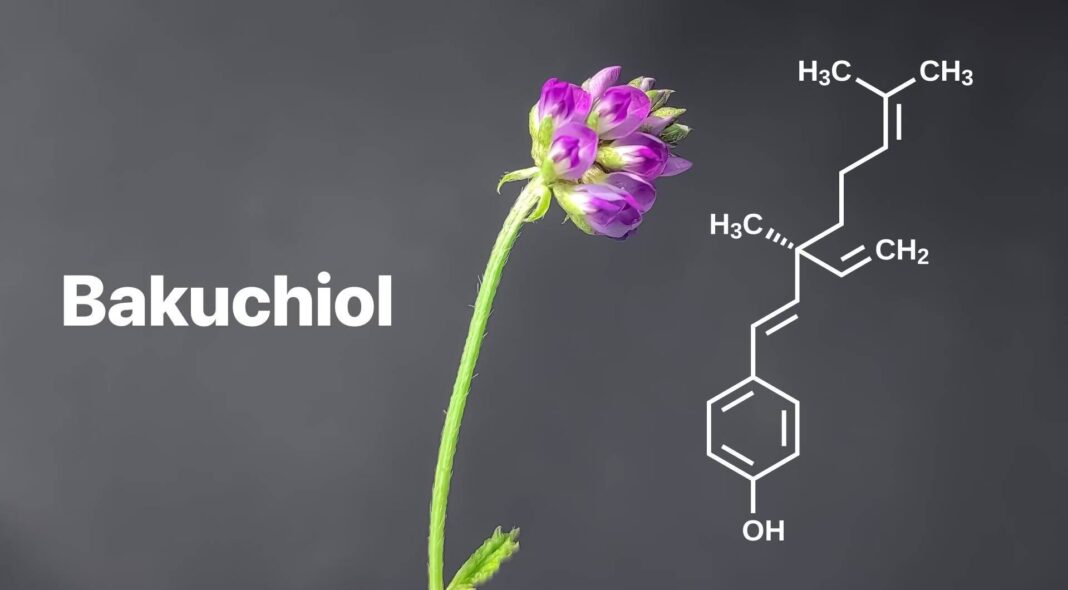 Bakuchiol là một hoạt chất chiết xuất từ hạt và lá của cây Psoralea corylifolia