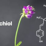 Bakuchiol là một hoạt chất chiết xuất từ hạt và lá của cây Psoralea corylifolia