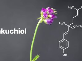 Bakuchiol là một hoạt chất chiết xuất từ hạt và lá của cây Psoralea corylifolia