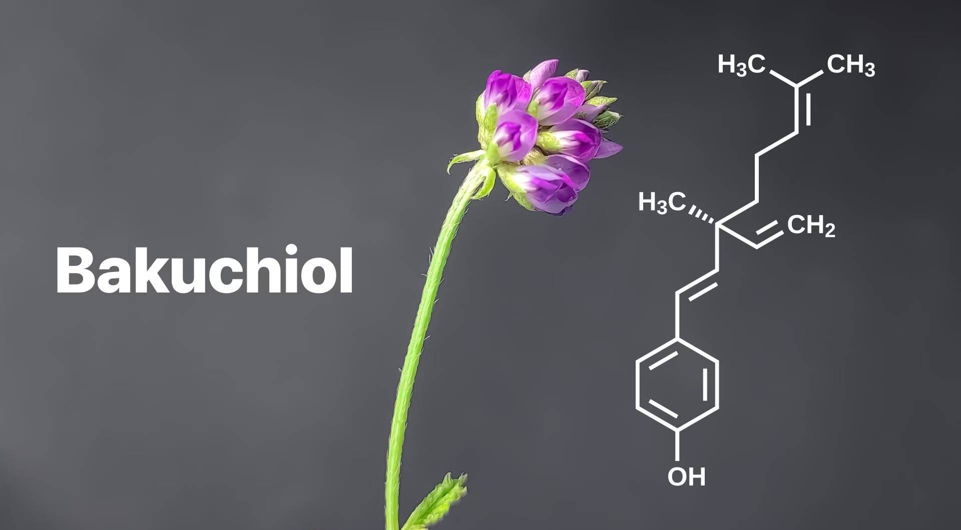 Bakuchiol: “Phiên bản dịu nhẹ” của retinol và xu hướng chống lão hóa thông minh cho làn da hiện đại