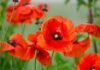 Hoa poppy