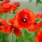 Hoa poppy
