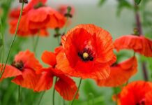 Hoa poppy