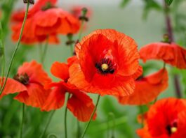 Hoa poppy