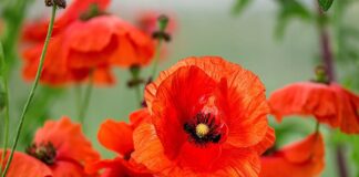 Hoa poppy