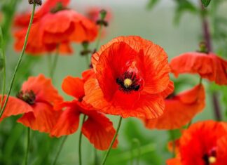 Hoa poppy