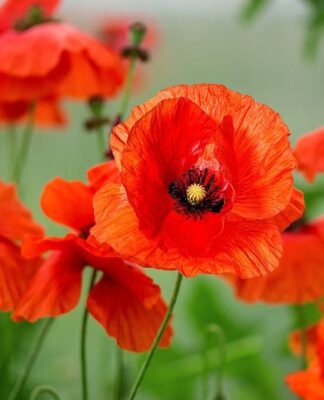 Hoa poppy