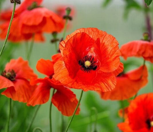 Loài hoa tượng trưng cho tháng sinh của bạn là gì? Khám phá ý nghĩa đặc biệt phía sau mỗi loài hoa Hoa poppy