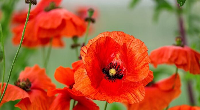 Hoa poppy