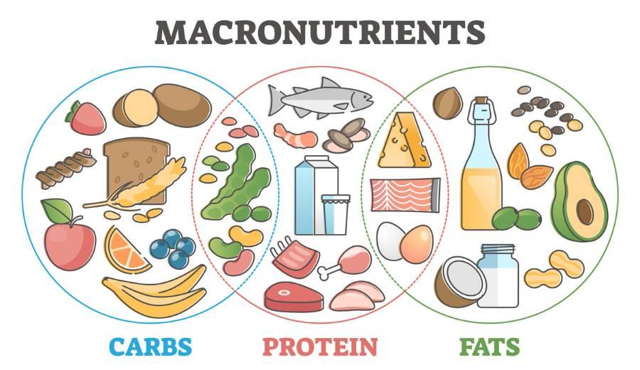 Chế độ ăn Low-Carb là gì? Giảm mỡ hiệu quả mà không hại sức khỏe