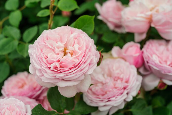 Rosa St Ethelburga pale pink double flowers modern shrub rose scent scented continuous flowering 080713 08072013 08/07/13 08/07/2013 8 8th July 2013 Summer Hampton Court Flower Show Plant portraits Photographer Jason Ingram