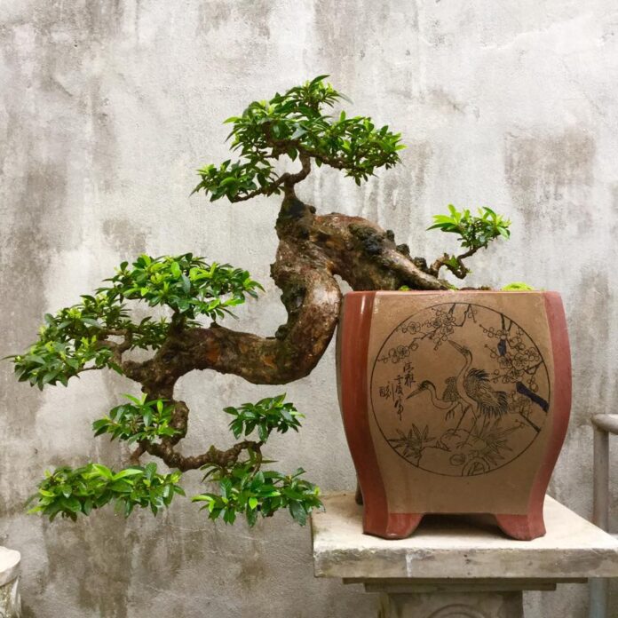 cây ổi bonsai