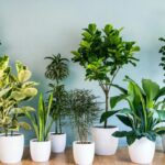 Cây xanh không chỉ mang giá trị thẩm mỹ mà còn góp phần tạo nên bầu không khí hài hòa, giúp con người cảm thấy thư thái và gần gũi với thiên nhiên