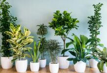 Cây xanh không chỉ mang giá trị thẩm mỹ mà còn góp phần tạo nên bầu không khí hài hòa, giúp con người cảm thấy thư thái và gần gũi với thiên nhiên