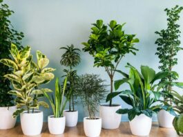 Cây xanh không chỉ mang giá trị thẩm mỹ mà còn góp phần tạo nên bầu không khí hài hòa, giúp con người cảm thấy thư thái và gần gũi với thiên nhiên