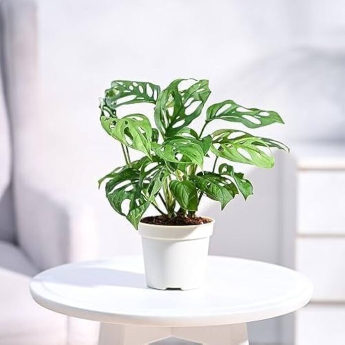 Thiên Bình: Monstera Adansonii