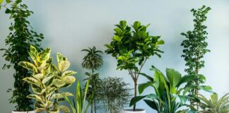 Cây xanh không chỉ mang giá trị thẩm mỹ mà còn góp phần tạo nên bầu không khí hài hòa, giúp con người cảm thấy thư thái và gần gũi với thiên nhiên