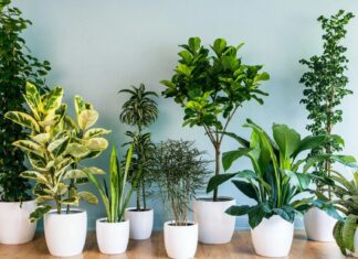 12 loại cây phong thủy phù hợp với từng cung hoàng đạo, giúp thu hút năng lượng tích cực cho ngôi nhà Cây xanh không chỉ mang giá trị thẩm mỹ mà còn góp phần tạo nên bầu không khí hài hòa, giúp con người cảm thấy thư thái và gần gũi với thiên nhiên