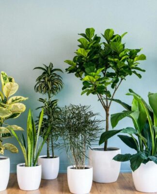 Cây xanh không chỉ mang giá trị thẩm mỹ mà còn góp phần tạo nên bầu không khí hài hòa, giúp con người cảm thấy thư thái và gần gũi với thiên nhiên