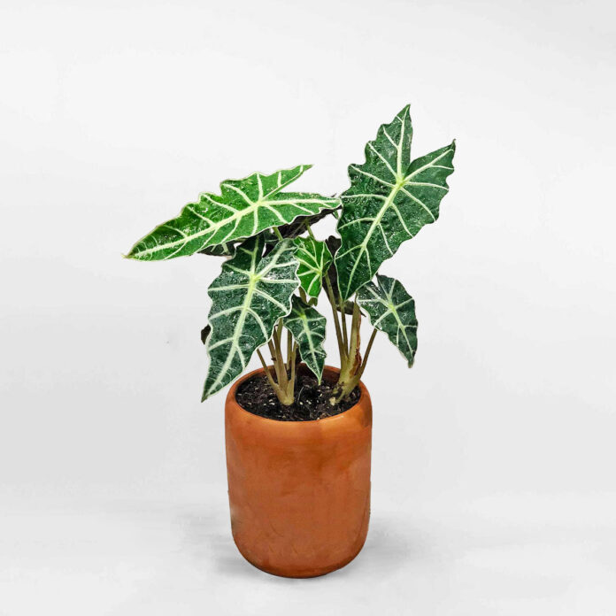 Nhân Mã: Cây Alocasia