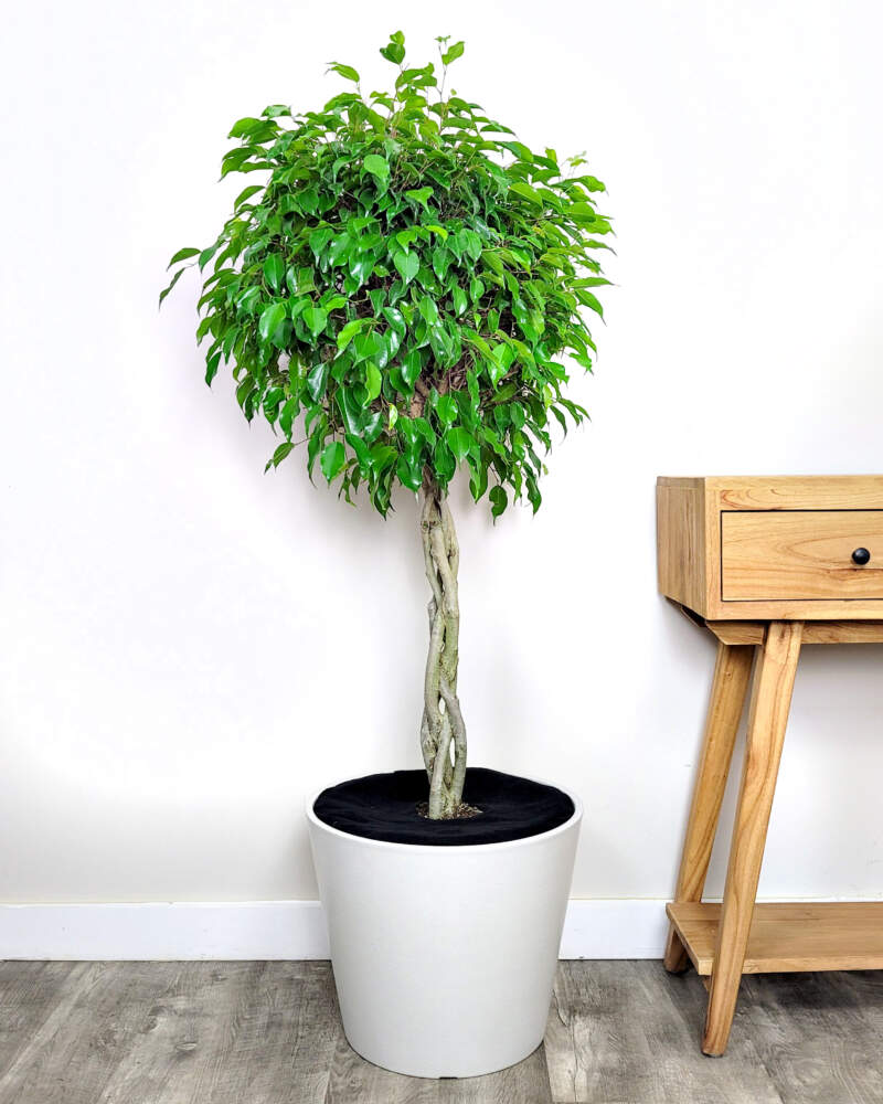 Song Ngư: Cây Ficus Benjamina