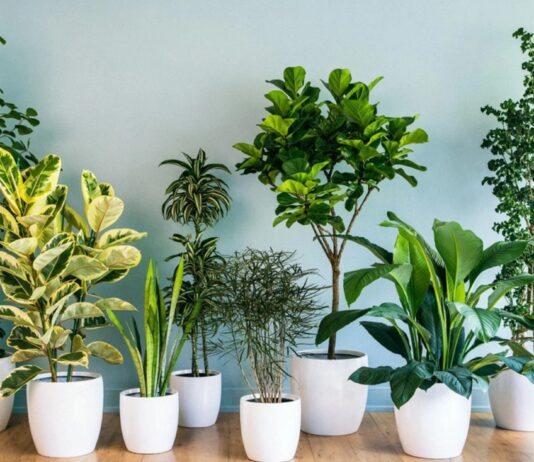 12 loại cây phong thủy phù hợp với từng cung hoàng đạo, giúp thu hút năng lượng tích cực cho ngôi nhà Cây xanh không chỉ mang giá trị thẩm mỹ mà còn góp phần tạo nên bầu không khí hài hòa, giúp con người cảm thấy thư thái và gần gũi với thiên nhiên