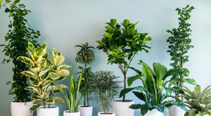 Cây xanh không chỉ mang giá trị thẩm mỹ mà còn góp phần tạo nên bầu không khí hài hòa, giúp con người cảm thấy thư thái và gần gũi với thiên nhiên