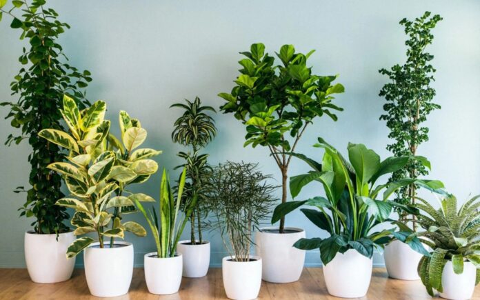 Cây xanh không chỉ mang giá trị thẩm mỹ mà còn góp phần tạo nên bầu không khí hài hòa, giúp con người cảm thấy thư thái và gần gũi với thiên nhiên