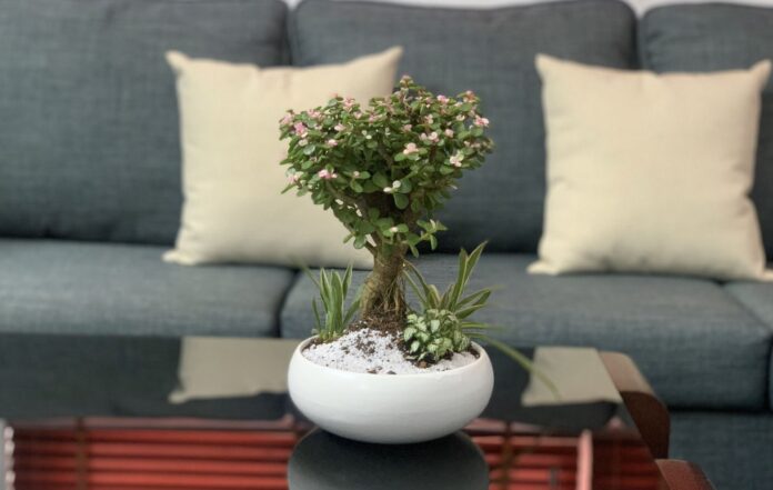 12 loại cây phong thủy phù hợp với từng cung hoàng đạo, giúp thu hút năng lượng tích cực cho ngôi nhà Bạch Dương Bảo Bình Bọ cạp Cây Alocasia Cây bonsai Cây cọ đuôi ngựa Cây Dracaena Cây đa lá đỏ Cây Ficus Benjamina cây kim tiền Cây lá xẻ cây ngọc bích Cây Nha Đam cây phong thủy Cây trầu bà Nữ Hoàng Cẩm Thạch Cự Giải cung hoàng đạo không gian sống Kim Ngưu Ma Kết Monstera Adansonii Monstera Deliciosa Nhân Mã phong thủy Song Ngư Song Tử Sư Tử Thanh lọc không khí Thiên Bình Xử Nữ