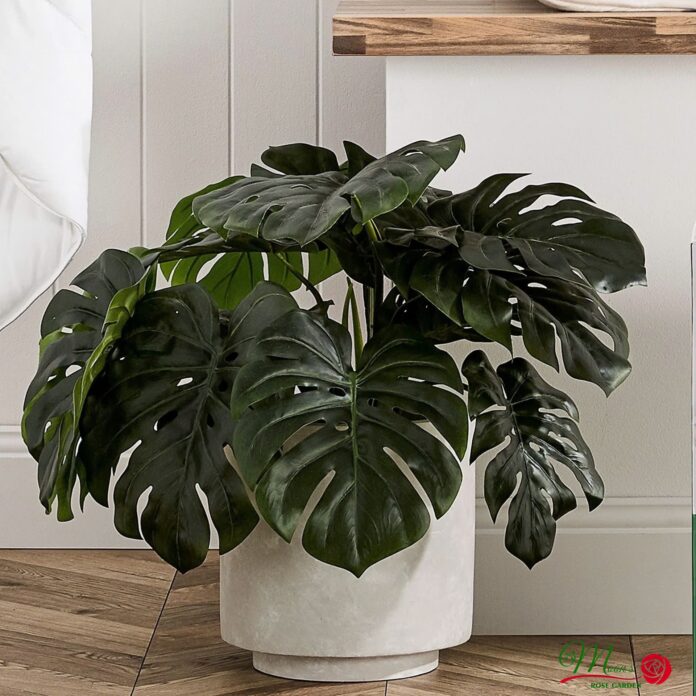 Song Tử: Cây lá xẻ (Monstera Deliciosa)