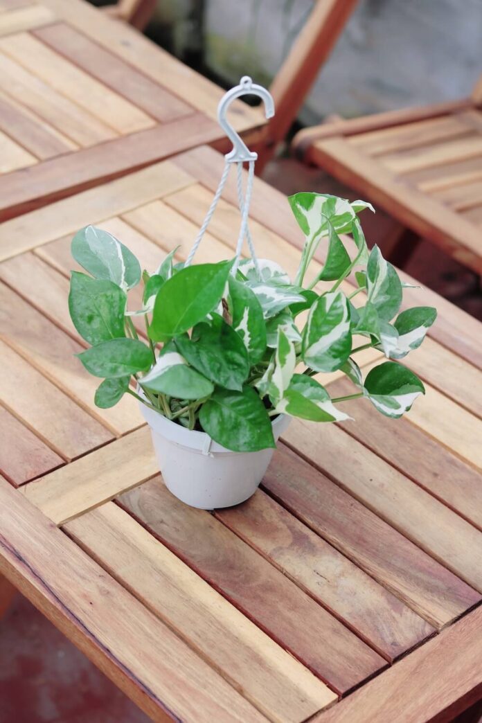 Bảo Bình: Cây trầu bà Nữ Hoàng Cẩm Thạch